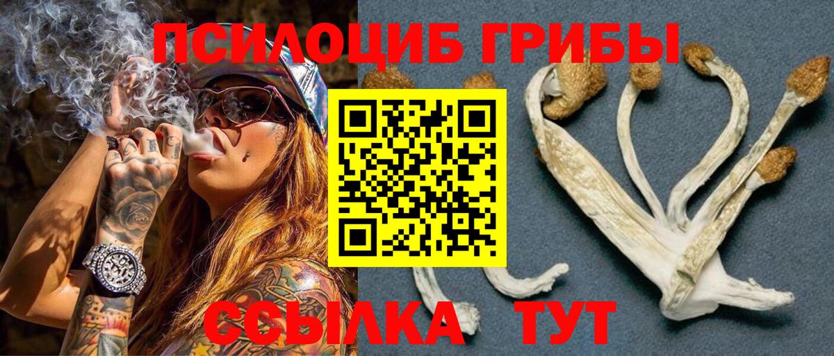 Галлюциногенные грибы Psilocybe Стрежевой